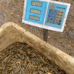 j9国际集团幼苗